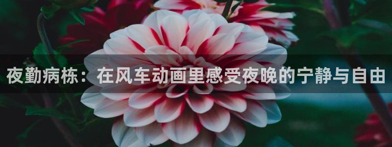 omofun最新版：夜勤病栋：在风车动画里感受夜晚的宁静与自由