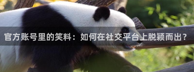 omofun官方版下载：官方账号里的笑料：如何在社交平台上脱颖而出？